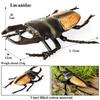 Oenux Big Size Insect Model Coleoptera Lucanidae Beetle Dynastes Hercules Action Figures Figurine Educational Kids Safe Toy