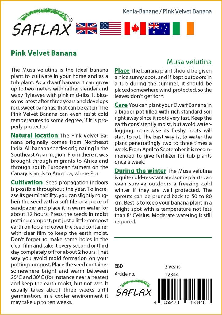 SAFLAX Подарочный набор - Банан Pink Velvet - 8 семян - С подарочной коробкой, карточкой, этикеткой и субстратом для горшков - Musa velutina