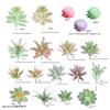Garden Artificial Succulents Potted Wedding Parties