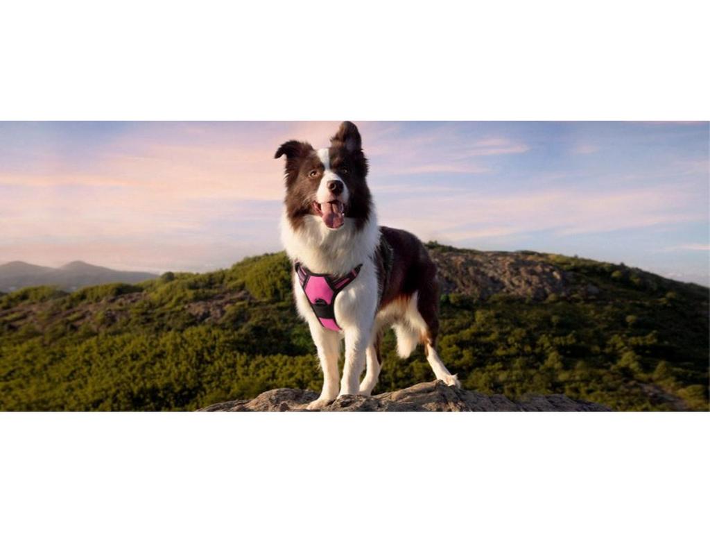 Нейлоновая шлейка для груди и поводок для крупных питомцев