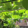 Trellis Netting Plant Support Net for Climbing Plants Vegetables Fruits Vine Flowers