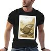 Flat Fish Tshirt Soft Basic Cotton Short Sleeve Tee