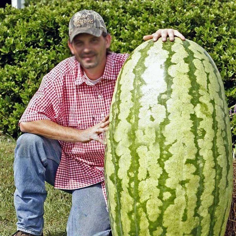 Семена гигантских арбузов, семена вкусных китайских фруктов, семена арбуза