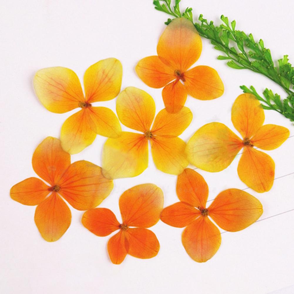 Yousheng Dried Flower 12Pcs Pressed Plant Specimen Epoxy Resin Phone Decor DIY Accessory