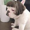 Dog Cosplay Wig Dance Party Accessories Dog Decoration Hair
