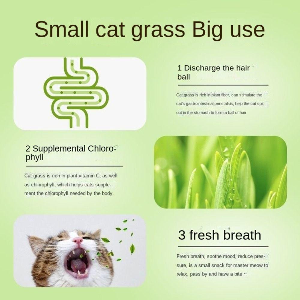 Помощник для проращивания семян Лоток для выращивания ростков Беспочвенное культивирование Миска для кошачьей травы