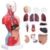Human Anatomy Model 15 Detachable Parts of the Human Includes Internal and 28cm Display for Preschool and School Science and Medical Education - Body,