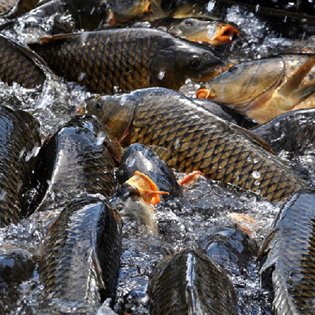 Outdoor Accessories FishingBait Additive 1 шт 60 мл