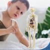 Модель анатомии человеческого скелета со съемными органами Прозрачная модель анатомии человеческого тела Для демонстрации в классе