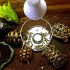 Large Size Stainless Steel Aquarium Pet Reptile Feeder Bowl Basin Food Water Pot Reptile Turtle Tortoise Supplies