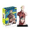 11 Inch Human Body Model for Kids,Human Torso Anatomy Model Toys,8 Pcs Removable Anatomy Doll with