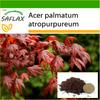 Red Japanese Maple - 20 Seeds - With Potting Substrate for Better Cultivation - Acer Palmatum