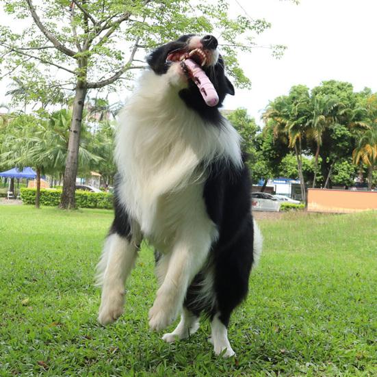 Игрушка-жевательная колбаса для собак, для здоровья зубов, игрушка для питомца, для умственной стимуляции, диспенсер лакомств, интерактивная игрушка для щенков для агрессивных жевателей, для маленьких, средних и крупных собак