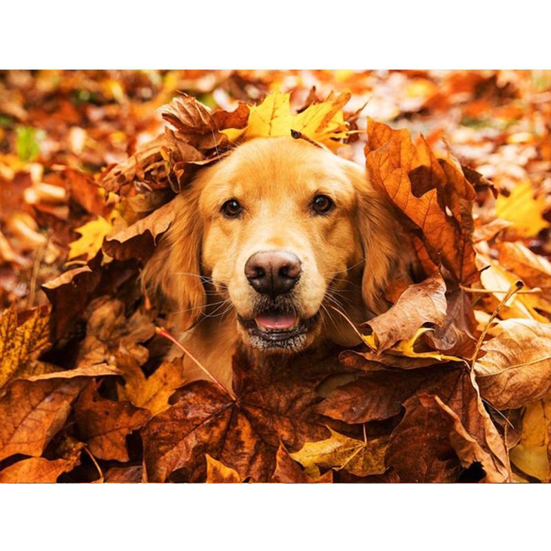 5D Diy Полный Круглый Квадратный Алмазная Картина Животных Собака Алмазная Вышивка Осенний Кленовый Лист Украшение Стены Домашнее Искусство