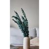 Пучок шокированного зеленого эвкалипта Сушеный букет шокированного эвкалипта
