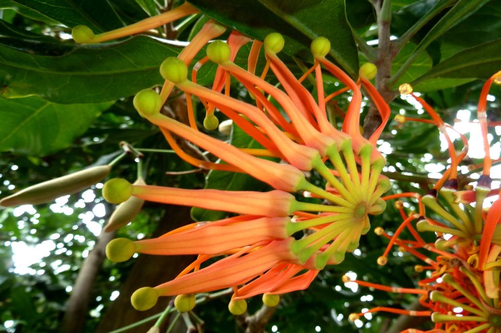 SAFLAX Дерево Firewheel Tree - 20 семян - С горшечным субстратом для лучшего выращивания - Stenocarpus sinuatus