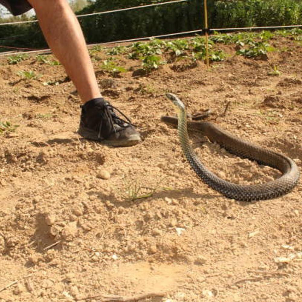 Large Scary Tricky Toy Realistic Rubber Snake Toy Anaconda Props Snake Prank Kids Toy