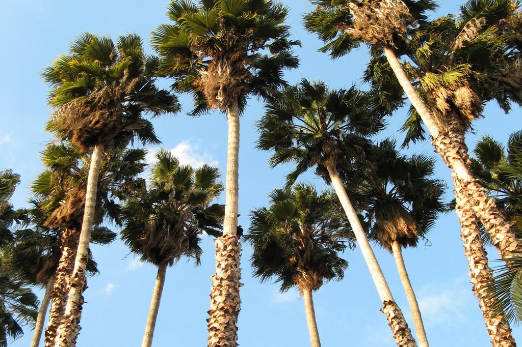 SAFLAX Мексиканская хлопковая пальма - 12 семян - Вашингтония робуста