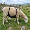 Breathable Wear Resistant Livestock Anti Breeding Apron, Adjustable Strap Anti-Mating Animal Control Skirt