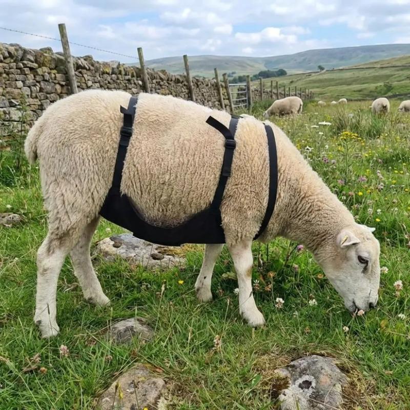 Breathable Wear Resistant Livestock Anti Breeding Apron, Adjustable Strap Anti-Mating Animal Control Skirt