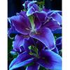 5D Diamond Painting "purple Lily Flower" Diamond Embroidery Large Floral Cross Stitch 5D Home Decor