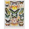 Vintage Classic Wall Art Plants Mushroom Medicine Flower Insect Butterfly Vegetable Pumpkin Carrot Canvas Oil Posters And Prints
