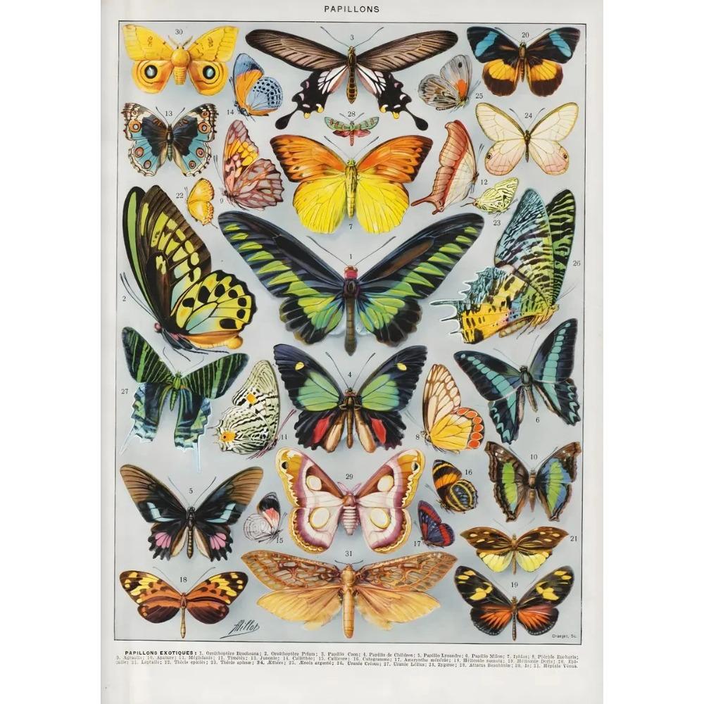Vintage Classic Wall Art Plants Mushroom Medicine Flower Insect Butterfly Vegetable Pumpkin Carrot Canvas Oil Posters And Prints