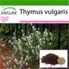 Тимьян обыкновенный - 200 семян - С горшечным субстратом для лучшего выращивания - Тимьян обыкновенный