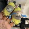 Плюшевый плачущий звук, брелок с изображением бананового кота, кукла с банановым котом, кукла с банановым котом, кулон, подарки однокласснику