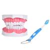 Dental Teaching Teeth Model with Toothbrush Children Education Teeth Brushing Model Oral Care