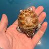 Оригинальный Animal Planet  Сердце Широкотелая Жирная Серия V4 Океанская Глава  Черепаха Рыба Ручная Работа Украшение Подарок Игрушка