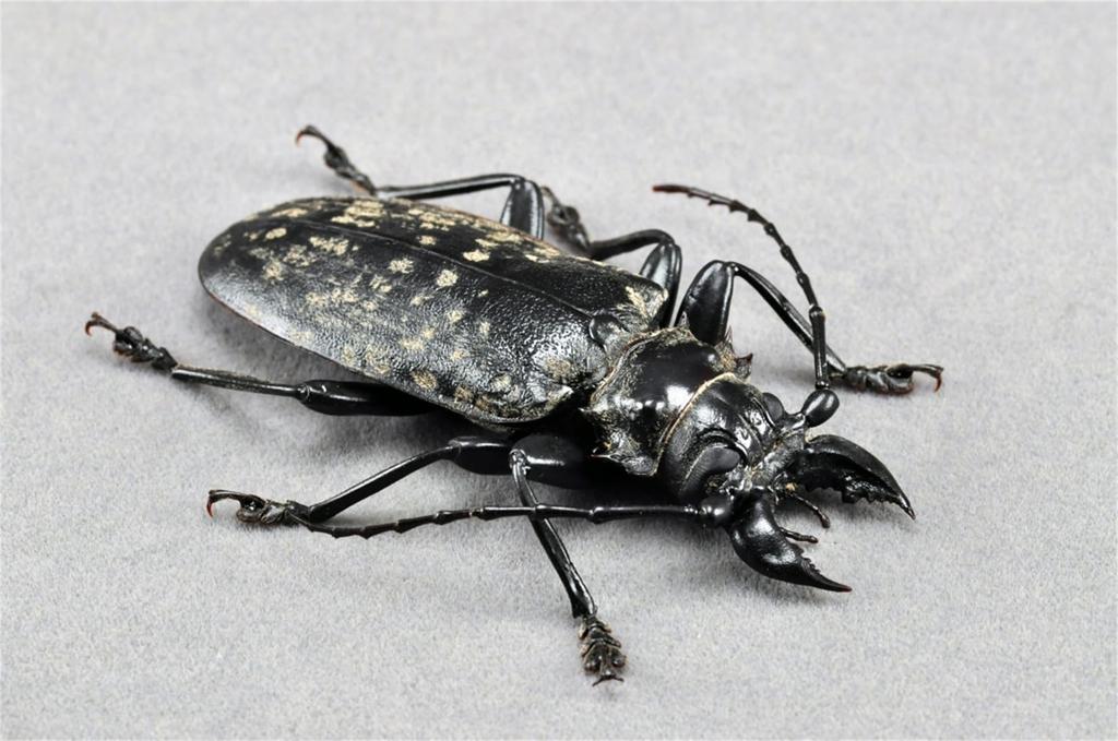 BACALYSO Nirvana size Жук-усач длинноусый магнитный иллюстрированный безопасный для пластиковых поверхностей орнамент с отделкой 1/1 фигурка, жук, крепится на холодильник