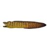 Take Off Moray Eel Realistic Plush Toy