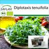 Подарочный набор - Органический - Wild Rocket - 1500 семян - С подарочной коробкой, открыткой, этикеткой и субстратом для горшечных культур - Diplotaxis tenuifolia