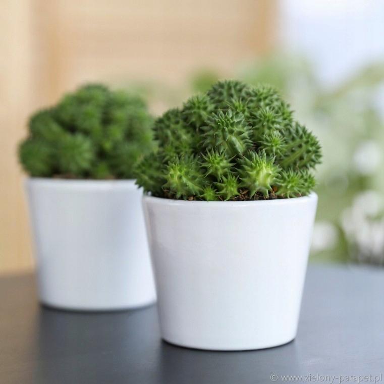 Ceramic flower pot, white, 8.5 cm