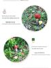 Outdoor Garden Ornaments: Simulated Mushroom Bonsai Decorations for Courtyard Landscaping