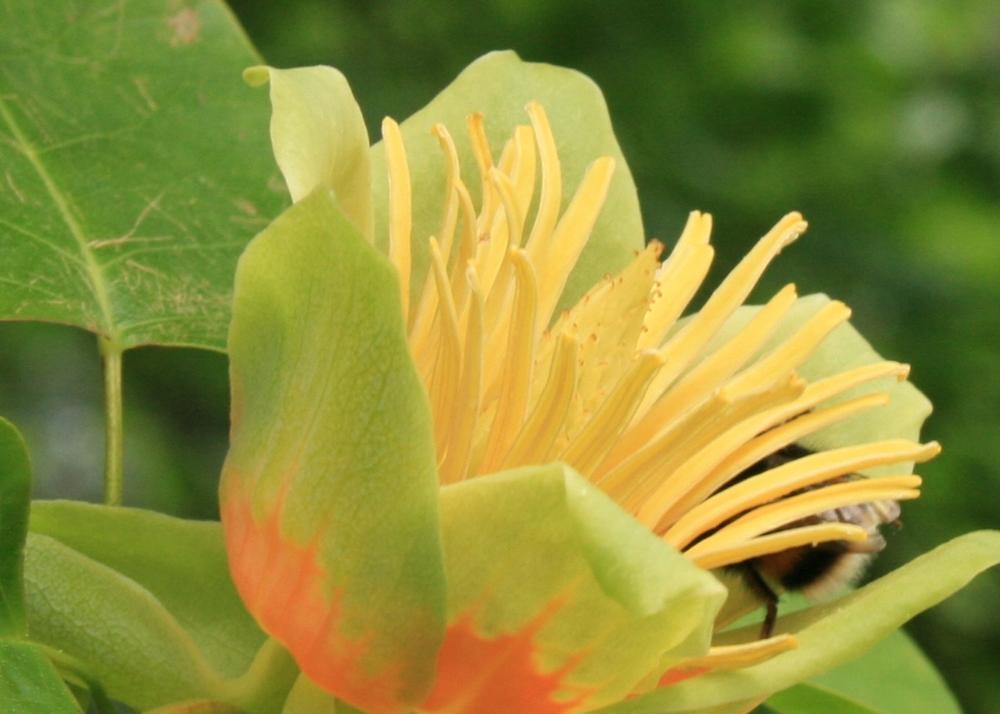 SAFLAX Тюльпановое дерево - 20 семян - Liriodendron tulipifera