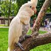 Escape Proof Bird Flight Suits Breathable Bird Flight Clothes Parrot Flying Harness  Pet Walking