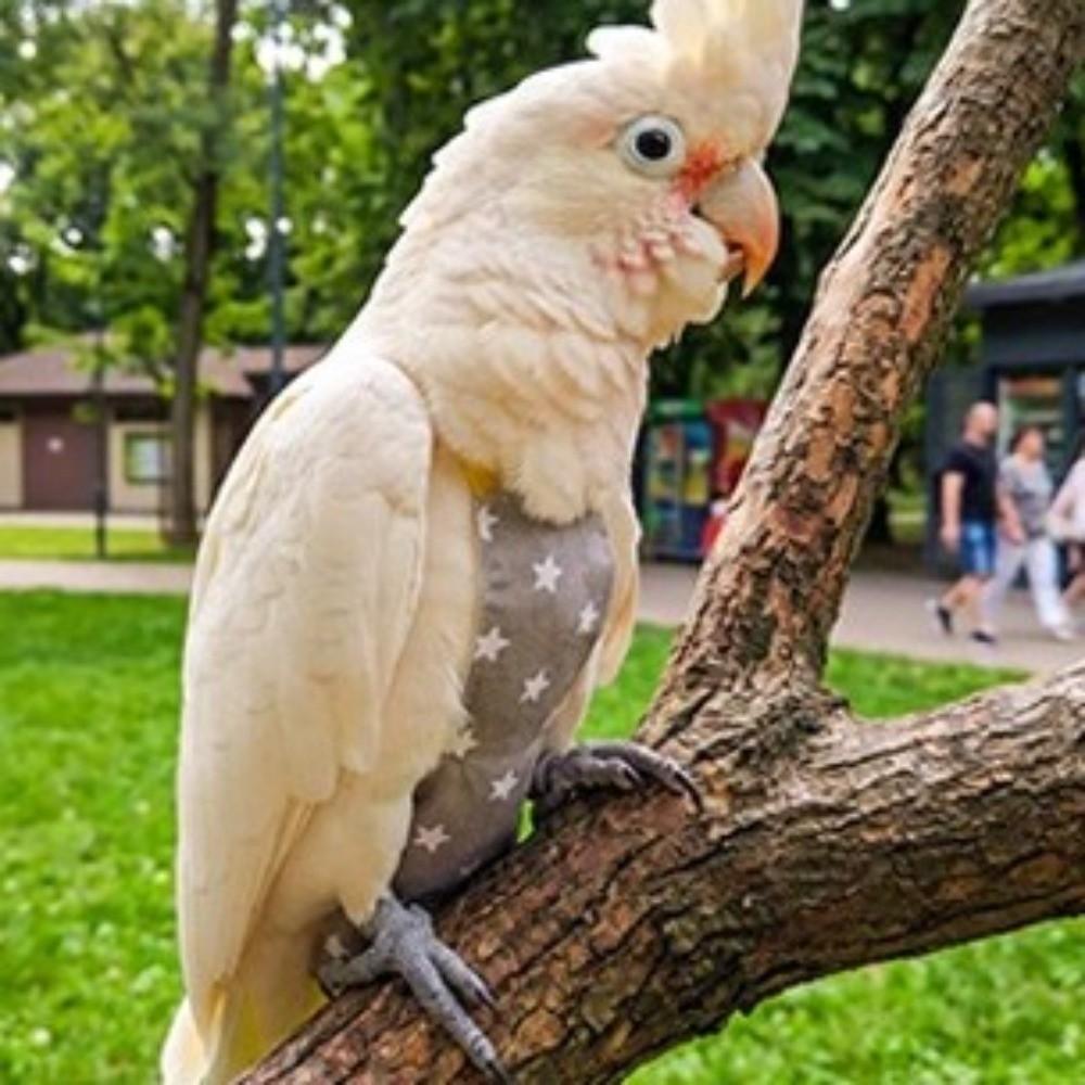Escape Proof Bird Flight Suits Breathable Bird Flight Clothes Parrot Flying Harness Pet Walking
