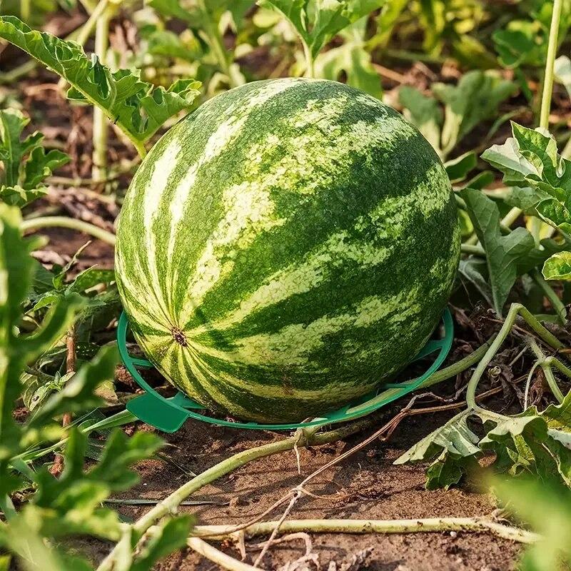 Садовый поднос для дыни и фруктов, Бытовой поднос для арбуза, Садовая подставка для защиты фруктов от гниения, Пластиковый устойчивый поднос, Арбуз Ше