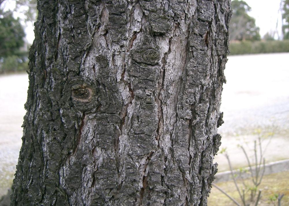 SAFLAX Кедр индийский - 35 семян - Cedrus deodara