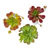 Fleshy Artificial Succulent Plant Lifelike Real Touch Fake Cactus Plastic Realistic Simulation Bonsai Plant Balcony Decoration