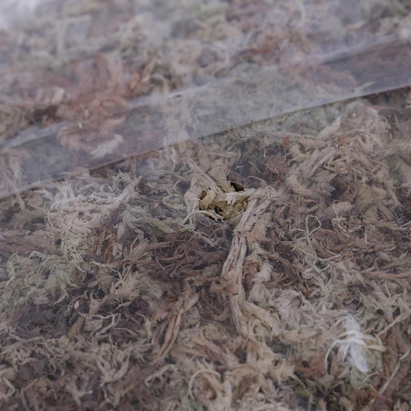 Органический мох сфагнум для орхидеи Фаленопсис - Увлажняющее удобрение, 6л/12л