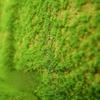 Artificial Turf Moss Simulation Grassland Fake Grass Lawn Carpet Artificial Musgo Turf Synthetic Grass Outdoor Garden Decoration