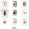 Insect In Resin Collection for Preschool, Classroom Science, and Home Displays