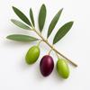 15 Wild Olive Seeds (Wild Olive)