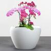 Ceramic Flowerpot Large Circular Opening Planter Pot Colored Glaze Finish Flower Pot