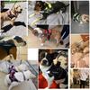 Шлейка для собаки БЕЗ ТЯГИ Светоотражающая Дышащая Регулируемая Шлейка для питомца разработана для Собачьего жилета ID Индивидуальная нашивка Для прогулок на улице Товары для собак