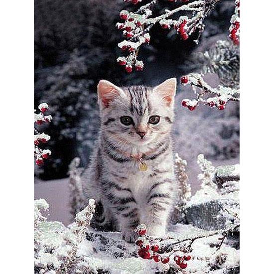 huacan 5D вышивка картины со стразами, наклеенная своими руками, алмазная милая кошка, вышивка крестиком