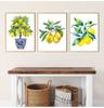 Bonsai Canvas Painting Art Blue White Willow Style Lemon Poster Kitchen Decor Lemon Print  Planter  office decoration